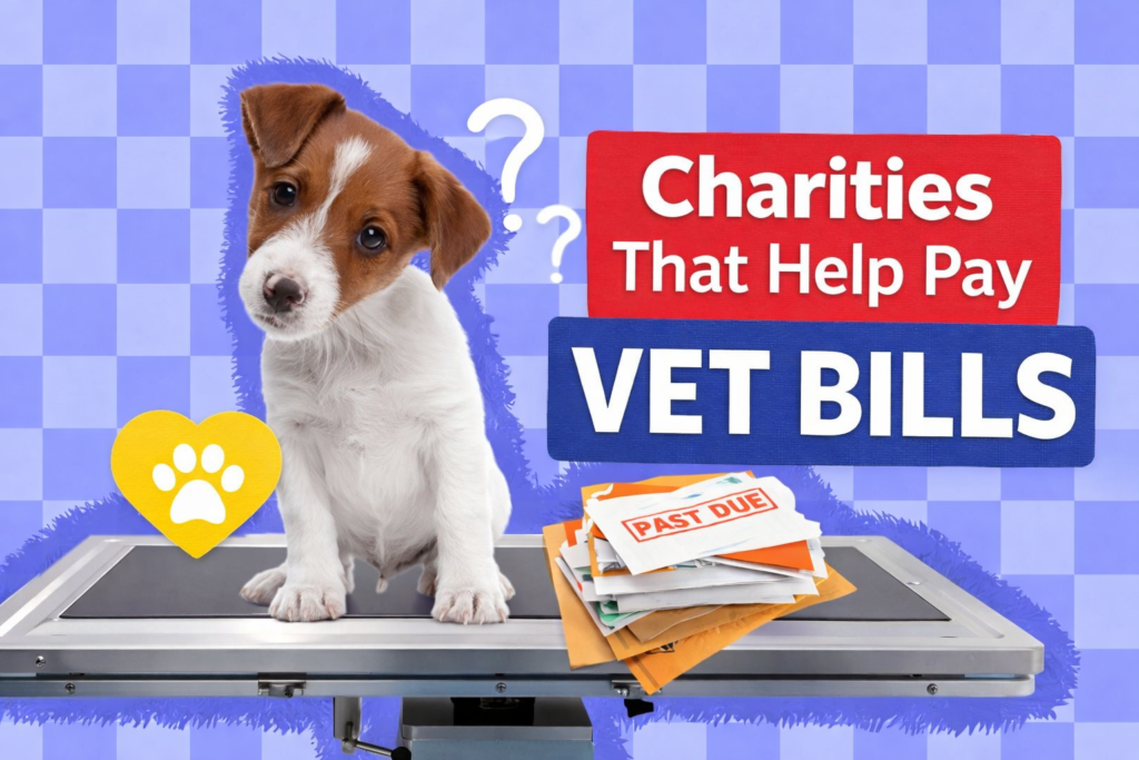 Charities That Help Pay Vet Bills